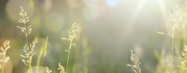 Energie divine
